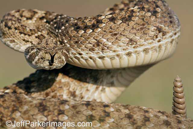 Photographing Snakes in the Wild: close-up image of coiled up Western Diamondback Rattlesnake by Jeff Parker.