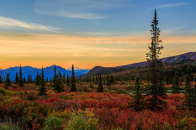 Landscape image of fall colors, pine trees, and mountains in a national park in Alaska by Lewis Kemper.