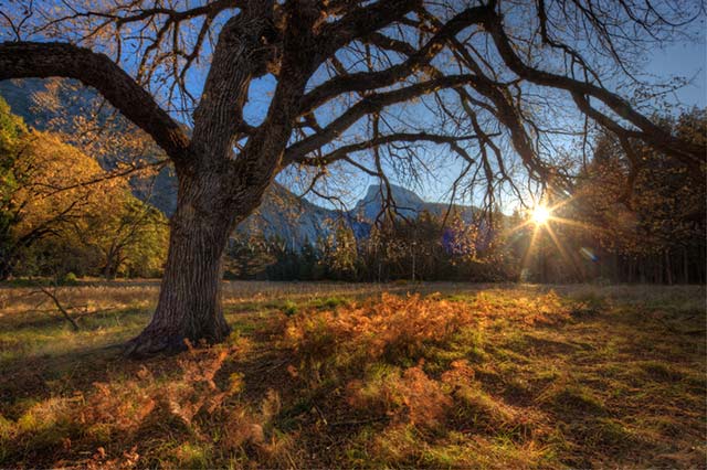 Autumn landscape image of a tree, hills and grass at sunrise by Lewis Kemper.