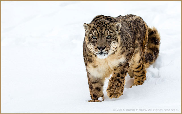 Image of a Snow Leopard in the snow by David McKay.