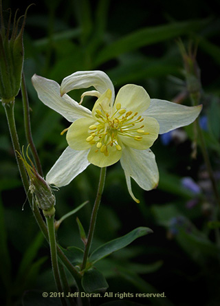 Close-up image of a yellow Columbine flower in Cascade Canyon, Grand Tetons, Wyoming by Jeff Doran.