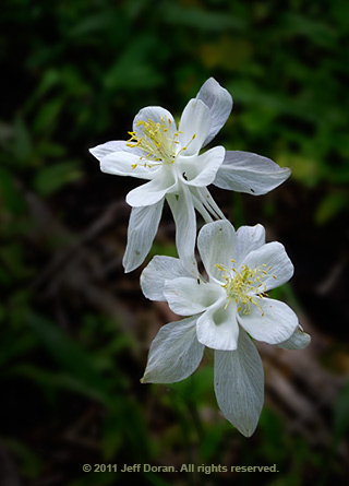 Close-up image of white Columbine flowers in Cascade Canyon, Grand Tetons, Wyoming by Jeff Doran.