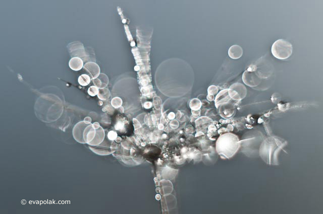 Monochromatic image of dew drops on a dandelion showing unity by use of color and shape by Eva Polak.