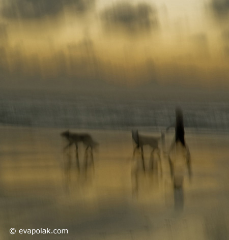 Intentional camera movement showing the principle of unity in Photography using  warm colors in and image of person walking their dogs on the beach by Eva Polak.