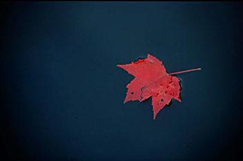 Single red leaf floating on dark blue water by Andy Long.