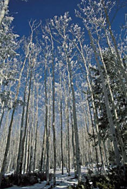 Aspen trees in the winter that create vertical repetitive lines by Andy Long.