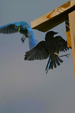 Silhouetted and blue bird flying near a nesting box by Andy Long.