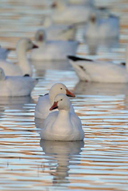 Focus on two snow geese floating on the water amoung other snow geese by Andy Long.