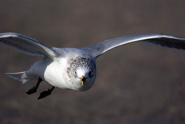 Close-up image of seagull in flight by Andy Long.