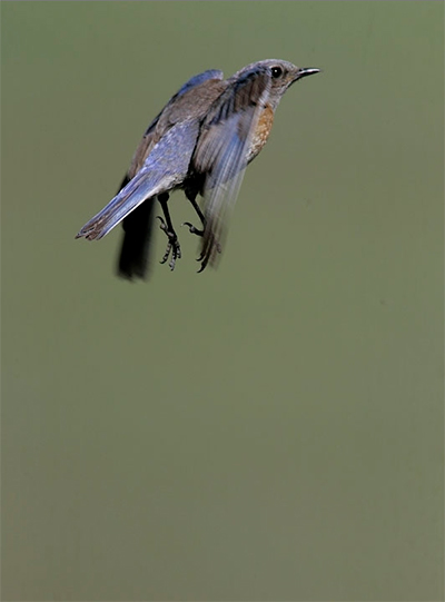 Image of a Mountain Bluebird in flight by Andy Long.