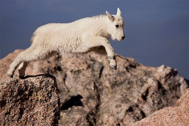 Photo of a baby Mountain Goat jumping by Andy Long.