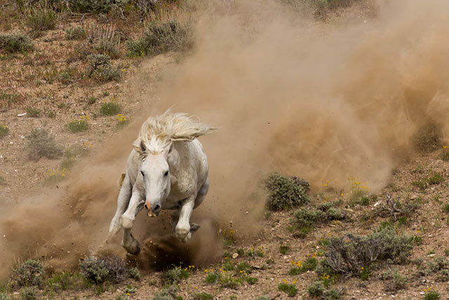 Photo of a white wild stallion running down a hill by Andy Long.
