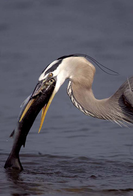 Great Blue Heron catching fish photo by Andy Long