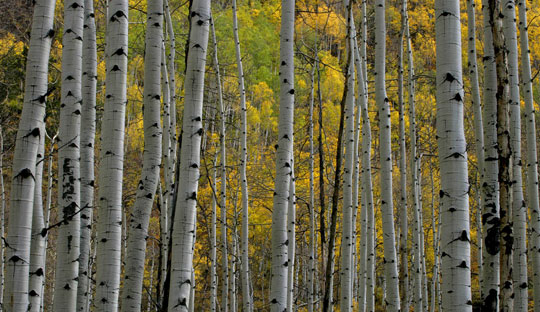 Aspen trees in Fall photo by Andy Long