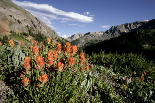 Indian Paintbrush wildflower and mountain photo by Andy Long
