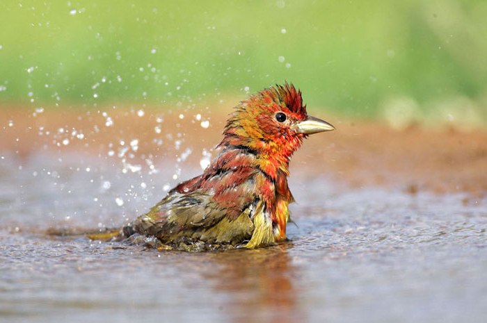 Photo of bird bathing by Andy Long