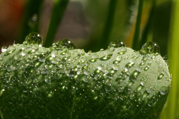Photo of raindrops on a leaf by Andy Long
