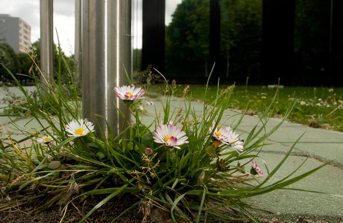 Biodiversity: photo of flower in the city of Rotterdam by Edwin Brosens