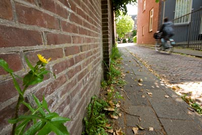 Biodiversity: photo of flower against a walll in the city of Breda, Netherlands by Edwin Brosens