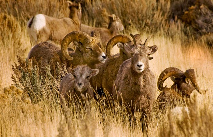 Photo of bighorn sheep family by Robert Hitchman