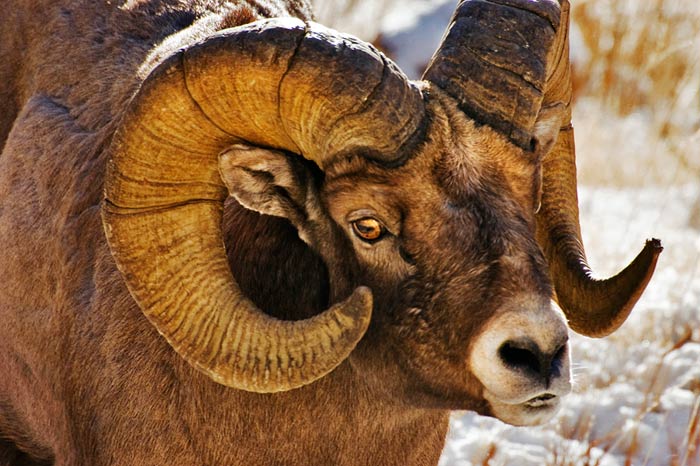 Close-up photo of mature Rocky Mountain Bighorn ram in Wyoming by Robert Hitchman