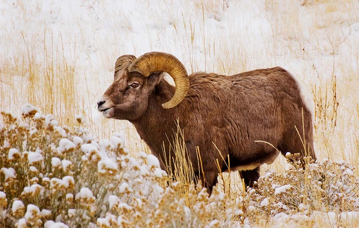 Photo of South Fork bighorn sheep ram by Robert Hitchman