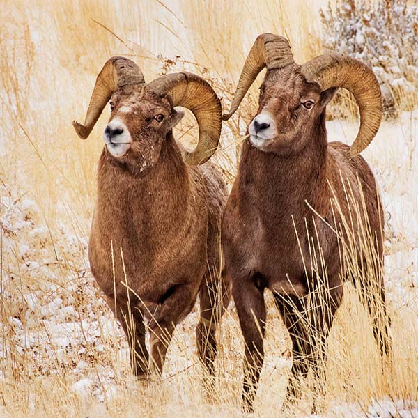Photo of two bighorn sheep rams by Robert Hitchman