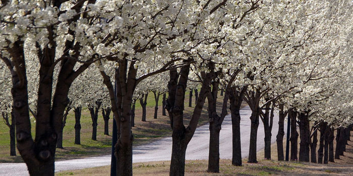 Photo of blooming trees along road in Grand Lake, Oklahoma by Mike Denson