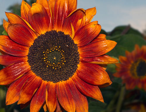 Close-up photo of a sunflower in Talkeetna, Alaska by Barry Epstein