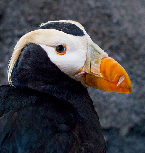 Close-up photo of Puffin in Seward, Alaska by Barry Epstein