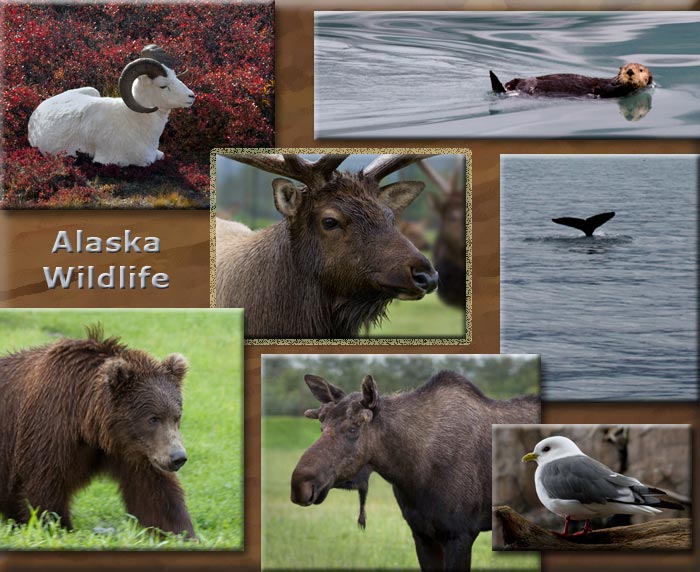 Collage of Alaska wildlife: elk, moose, grizzly bear, whale, dall sheep, sea otter and Kittiwake bird by Barry Epstein
