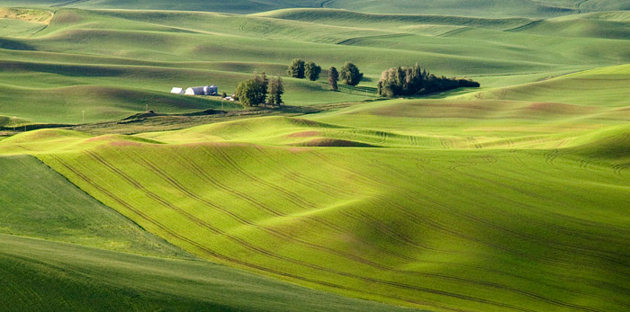Autumn color photo of fields at The Palouse in Washinton by Robert Hitchman