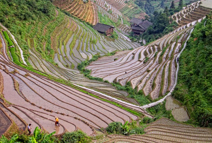 Photo of field terraces on Longsheng Mountain in China by Nan Carder