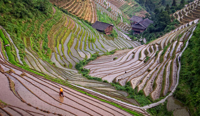 Photo by Nan Carder of field terraces on Longsheng Mountain in China after Photoshop editing by Marla Meier
