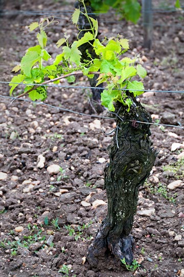 Photo of forty year old vine at Chateau Clinet in Southern France by Cliff Kolber