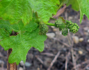 Photo of Cabernet Sauvignon grapes at Chateau Lynch-Bages in Southern France by Cliff Kolber