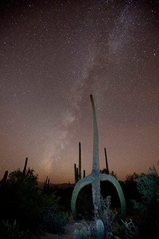 Star photography: Saguaro cactus and Milky Way at Saguaro National Park by Andy Long.