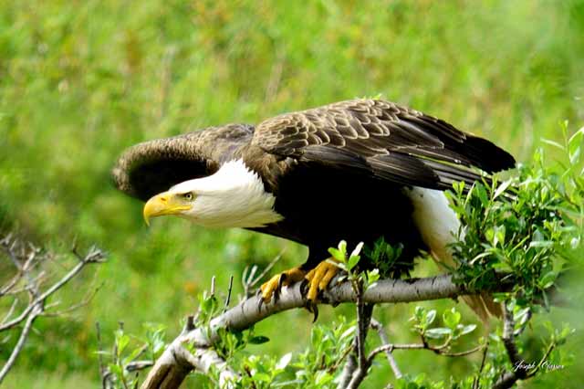 Photo portrait of a Pasagshak Eagle about to take flight from a branch in Alaska by Joseph Classen.
