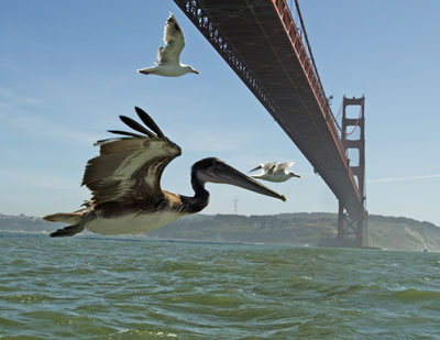 North America. Brown pelicans flying under Golden Gate Bridge, San Francisco, USA. Credit: © John Downer Productions