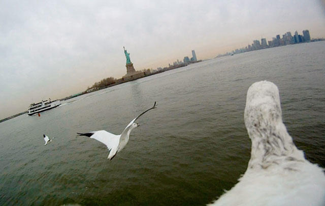 Episode One – North America. Camera onboard shot of snow geese flying over Hudson River, New York, background Statue of Liberty, USA. Credit: © John Downer Productions