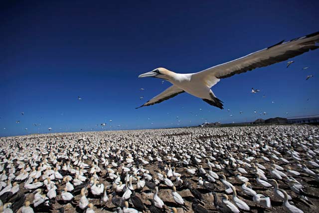 Episode Two – Africa. Cape gannet flying over gannet colony, Bird Island, South Africa. Credit: © John Downer Productions
