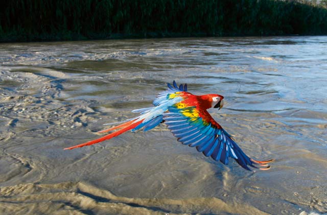 Episode Four - South America. Scarlet Macaw in flight, Manu River, Peru. 