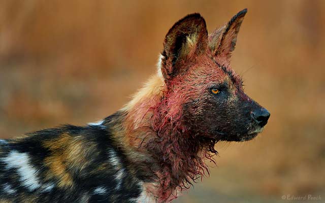 Close-up of cape running dog with bloody face at kill in the Pilanesberg, South Africa by Edward Peach.