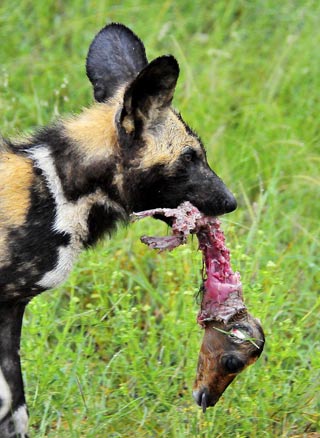 African wild dog walking in grass with Impala head in mouth south of Skukuza camp in the Kruger National Park, South Africa by Mario Fazekas.