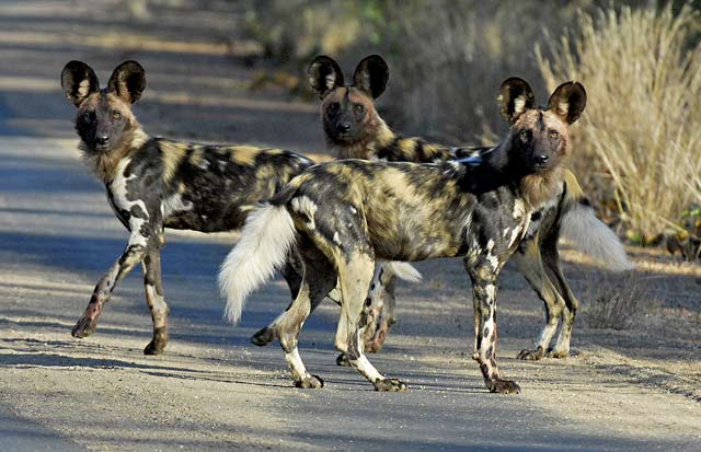 African painted dogs hunting from road near Punda Maria camp in the Kruger National Park, South Africa by Mario Fazekas.