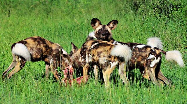 Four African wild dogs eating on prey in the green grass in the Pilanesberg, South Africa by Mario Fazekas.