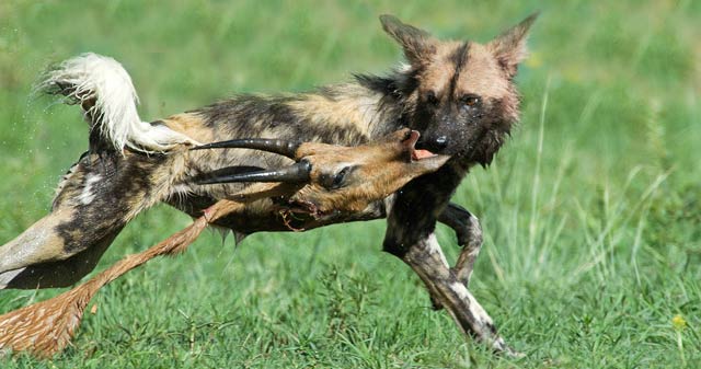 African wild dog running through green grass in Pilanesberg, South Africa with Impala head in its mouth by Mario Fazekas.