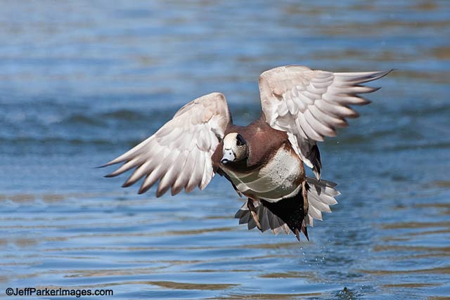 An American Widgeon taking off from water at Socorro, New Mexico by Jeff Parker.
