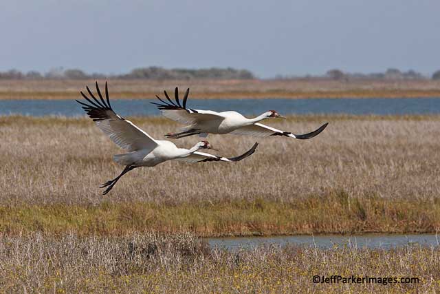 A pair of endangered Whooping Cranes flying over grasses and water at Aransas National Wildlife Refuge, Texas by Jeff Parker.
