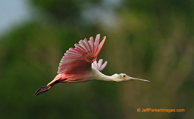 Photographing Birds in Flight: Roseate Spoonbill bird flying by Jeff Parker.